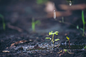 Eco green earth environment concept. Hand with growing tree on earth day with sunlight bokeh in...