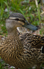 Close up of a mallard duck