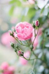 神戸岡本のバラ園のピンクの薔薇の花。背景をぼかしてふんわりと