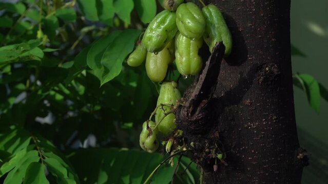Bilimbi on the tree. Camera moves upwards. Focus selected