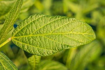Soybean field in a sunny day. Agricultural scene.
