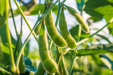 Soybean pods in soybean plantationin a sunny day.  Agricultural scene, soybean crop