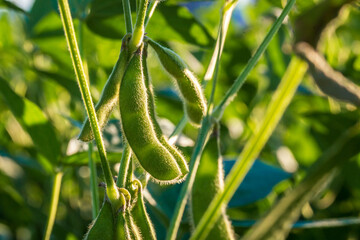 Soybean pods in soybean plantationin a sunny day.  Agricultural scene, soybean crop
