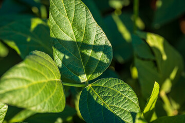 Soybean field in a sunny day. Agricultural scene.