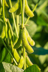 Soybean pods in soybean plantationin a sunny day.  Agricultural scene, soybean crop