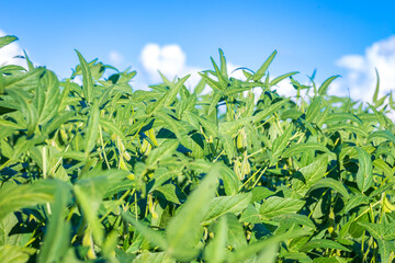 Soybean field in a sunny day. Agricultural scene.