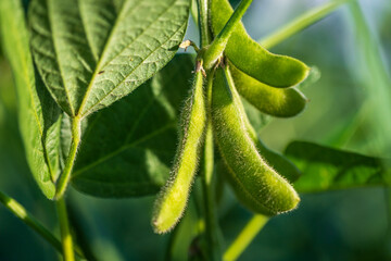 Soybean pods in soybean plantationin a sunny day.  Agricultural scene, soybean crop