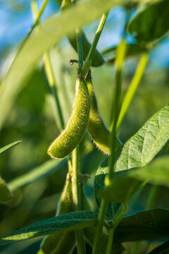 Soybean pods in soybean plantationin a sunny day.  Agricultural scene, soybean crop