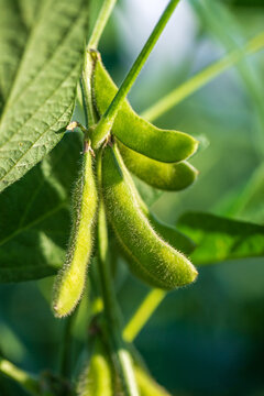 Soybean pods in soybean plantationin a sunny day.  Agricultural scene, soybean crop