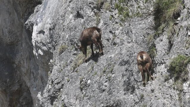 Grazing chamois in the steep rock