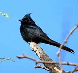 A Phainopepla on a Branch