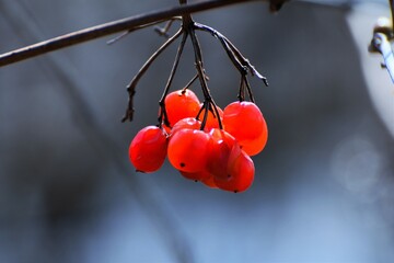 red snow berries on a branch