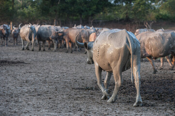 Fototapeta premium Buffalo in the grassland in rural Thailand
