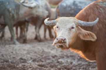 Buffalo in the grassland in rural Thailand