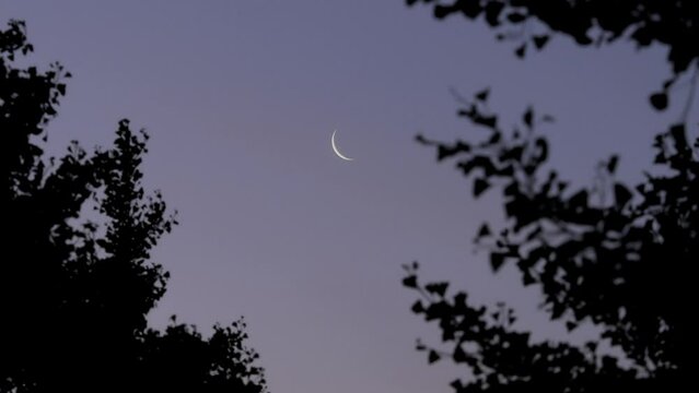 Tokyo, Japan - May 6, 2024: Crescent moon beyond gingko leaves at dawn
