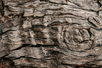 natural background of tree bark texture