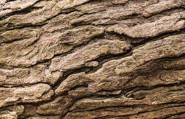 natural background of tree bark texture