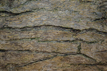 natural background of tree bark texture