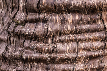 natural background of tree bark texture