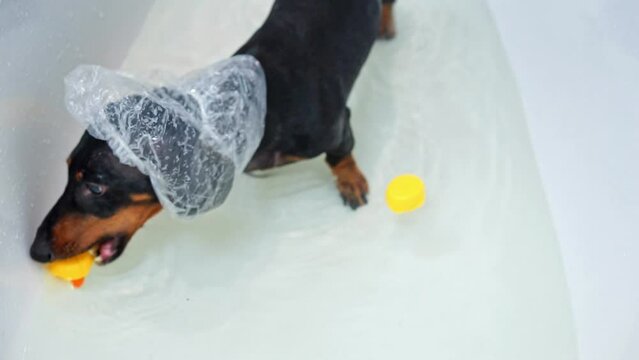 Dachshund bites toy standing in bath filled with water. Dog in shower cap adds touch of whimsy chomping down on toy with delightful enthusiasm