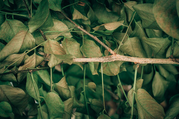 Background texture of tree leaves