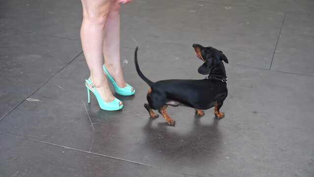 Woman animal trainer plays with dog wearing high-heels. Lady playfully interacts with pet showing connection with four-legged companion