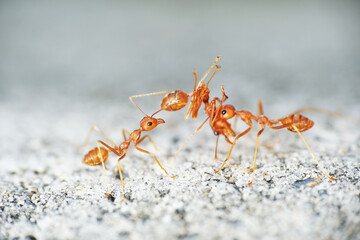 Weaver ants are highly territorial and workers aggressively defend their territories against intruders