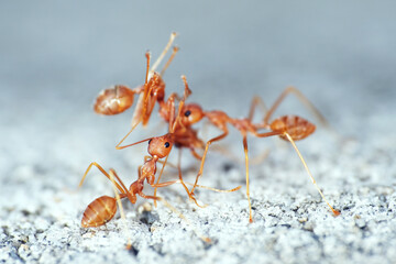Weaver ants are highly territorial and workers aggressively defend their territories against intruders