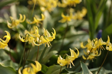 朝の光を受け輝く、群生するキバナカタクリ