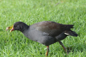 A native bird seen in the gardens in Sydney Australia. 