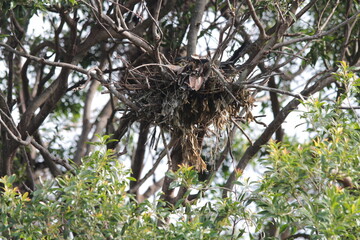 A native bird seen in the gardens in Sydney Australia. 