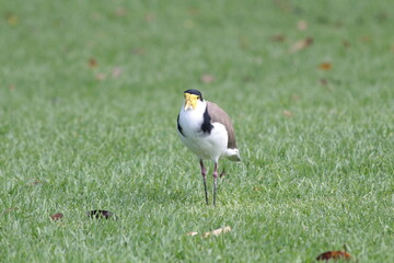 A native bird seen in the gardens in Sydney Australia. 