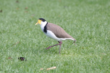 A native bird seen in the gardens in Sydney Australia. 