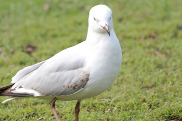 Obraz premium A native bird seen in the gardens in Sydney Australia. 