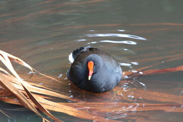 A native bird seen in the gardens in Sydney Australia. 