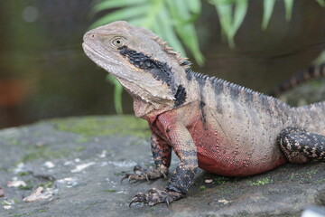A lizard in an Australian Park close up