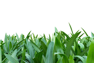 Image of a bush with beautiful leaves growing densely isolated on a png file on a transparent...