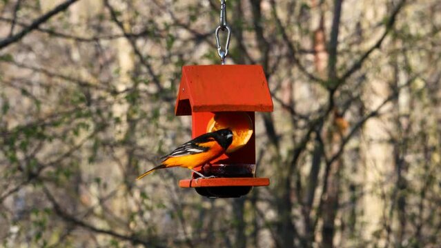 Adult male Baltimore oriole (Icterus galbula) eating grape jelly from a bird feeder
