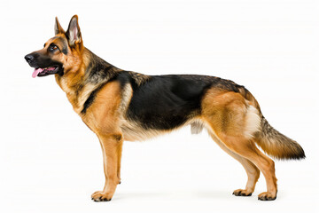 German Shepherd standing in profile, exuding confidence and strength, showcasing a well-defined coat on white background.

