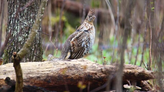 Ruffed Grouse (Bonasa umbellus) drumming on a forest log during spring in Wisconsin. 

