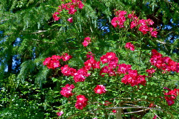 Fototapeta premium 広島 花 庭園 湧永庭園 バラ 薔薇