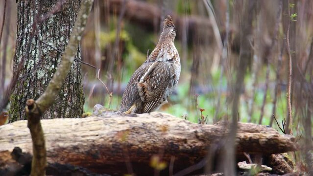 Ruffed Grouse (Bonasa umbellus) drumming on a forest log during spring in Wisconsin. 