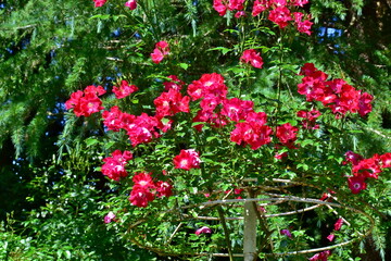 広島 花 庭園 湧永庭園 バラ 薔薇