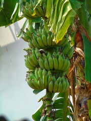 banana tree with unripe bananas