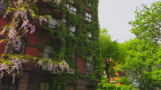 NEW YORK, NEW YORK - USA MAY 3 2024: Wisteria Vines blooms on walls of the Apartment buildings among growing fresh green trees around the Abe Lebewohl Triangle in East Village in New York City.
