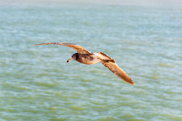 Seagull, Olrog's Gull, Larus Atlanticus, flying over the sea