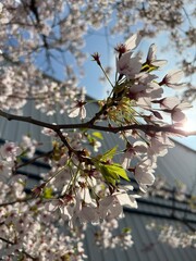 Cherry Blossom, Sakura, Blossom, Bloom, Flower, Tree, Nature, Outdoors, Landscape, Seasonal, Japan, Tokyo, Toronto, Canada, Asia, North America, Urban, Pink, Beautiful, Colorful, Vibrant, Soft, Delica
