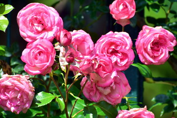 Fototapeta premium 広島 花 庭園 湧永庭園 バラ 薔薇