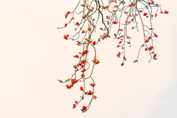 Blooming bombax ceiba branches on sunset sky background