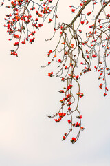 Blooming bombax ceiba branches on sunset sky background